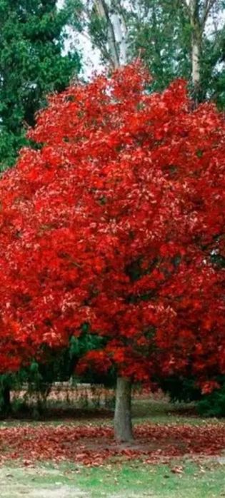 Дуб красный канадский