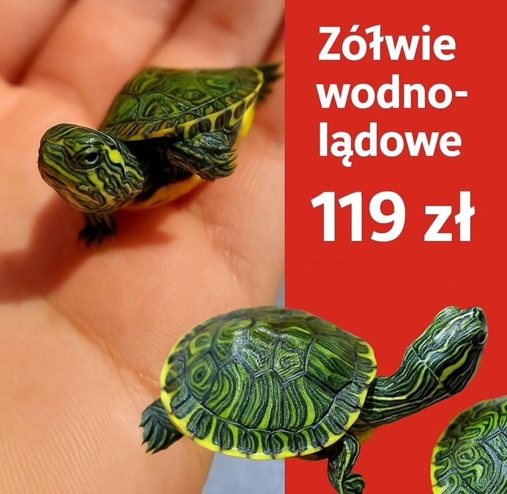 Żółw hieroglifowy wodno-lądowy