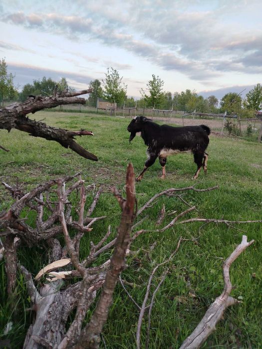 Продам козенята різного віку