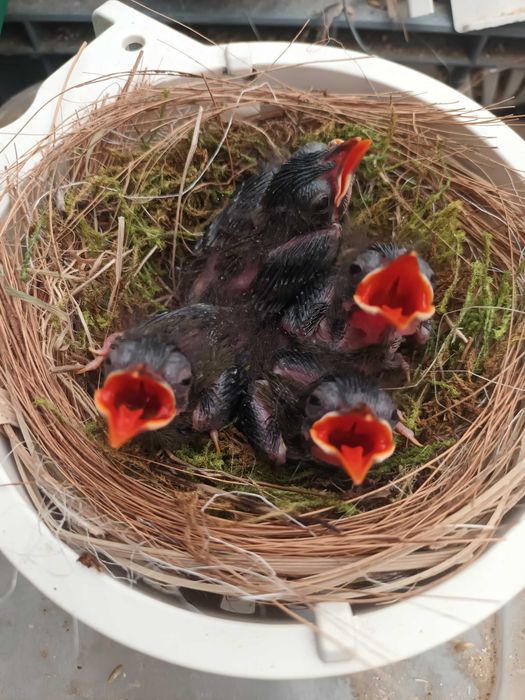 Casal de  aves anilhadas  2025 /2026 Outras aves