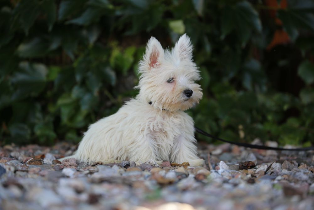 West highland white terrier szczeniak malutki
