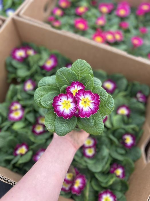 Примала в наявності стаканчик F10