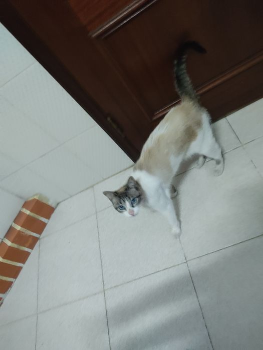 Adoção — Gata jovem esterilizada e desparasitada