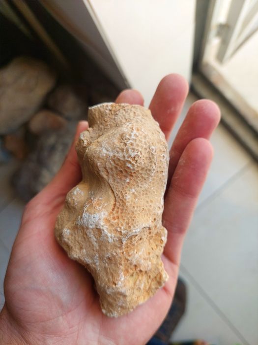 Fóssil esponja e coral
