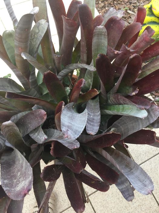 Cato de folhagem resistente em vaso