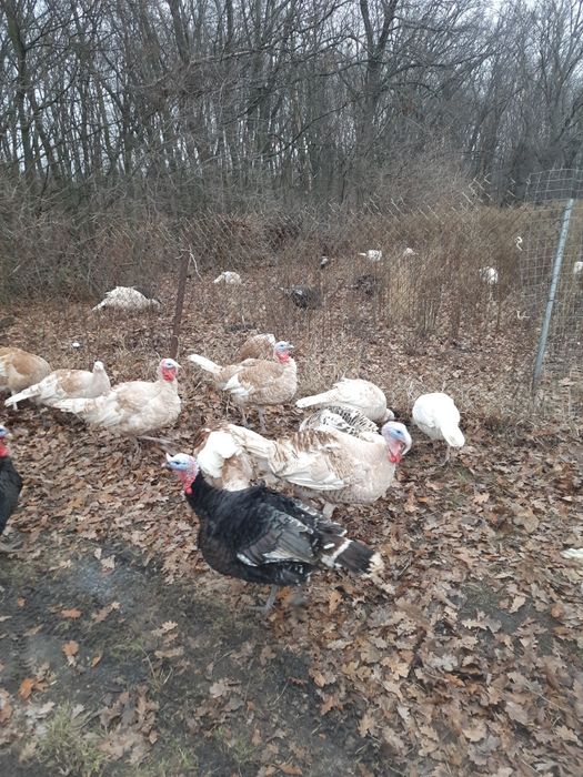 Индюки  на племя или тушками.