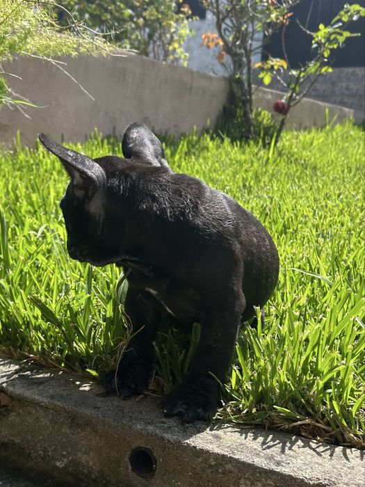 Bulldog frances Menina