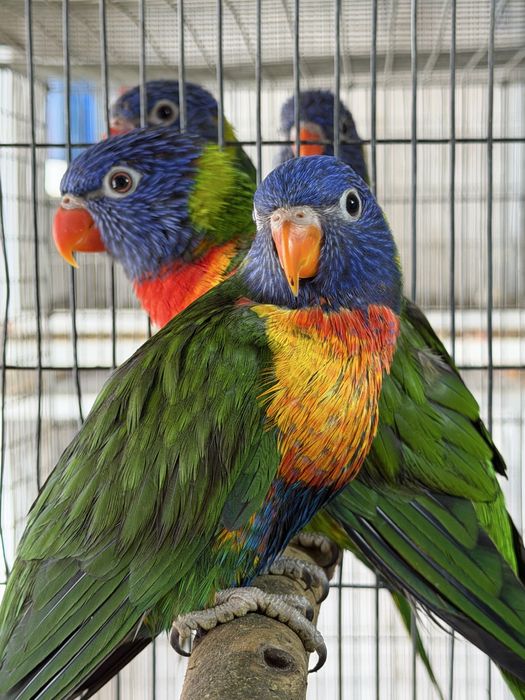 Loris  Molucanus Arco Iris