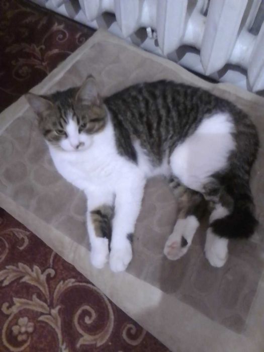 Пропав котик Мурзік