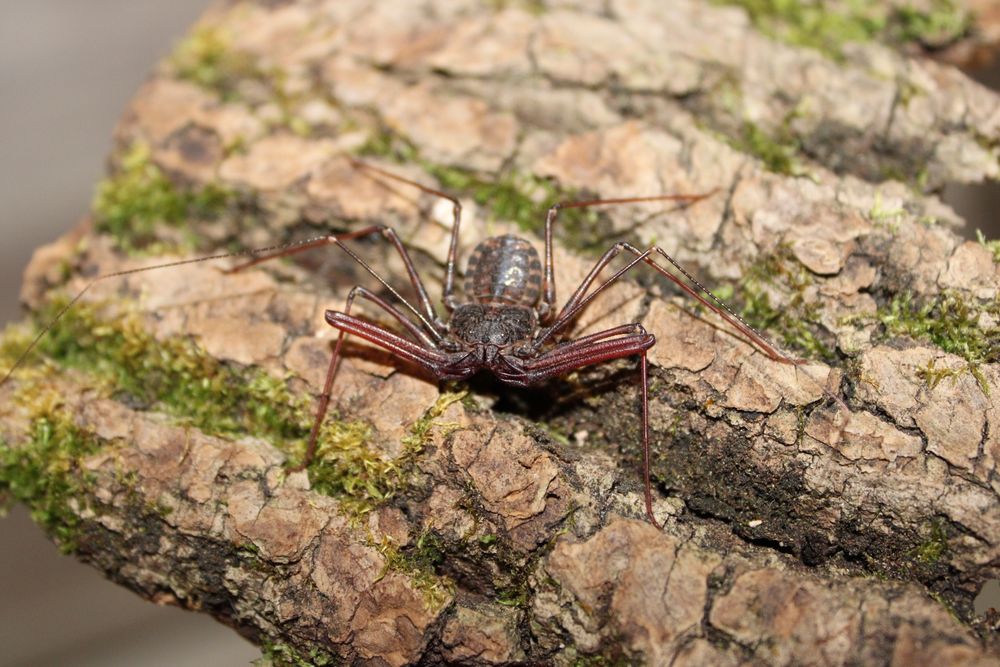 Amblypygi Euphrynichus bacillifer
