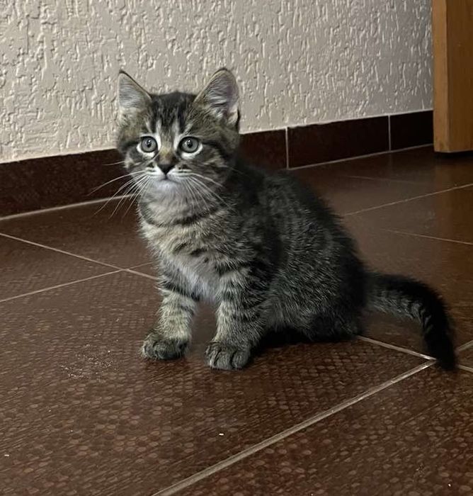 Маленька тигриця