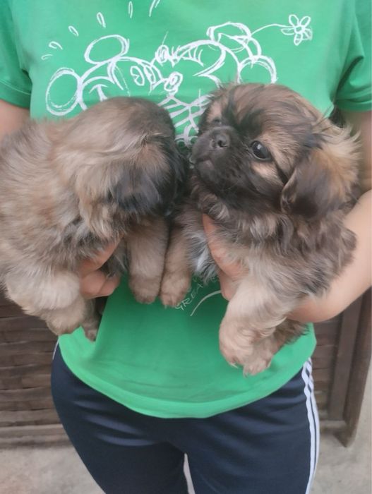 Продам цуценят Пекінесиків