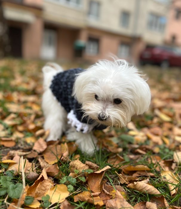 Мальтезе міні шукає наречену