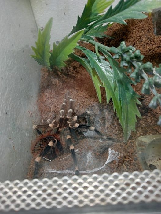 Ptasznik biało kolanowy samiec