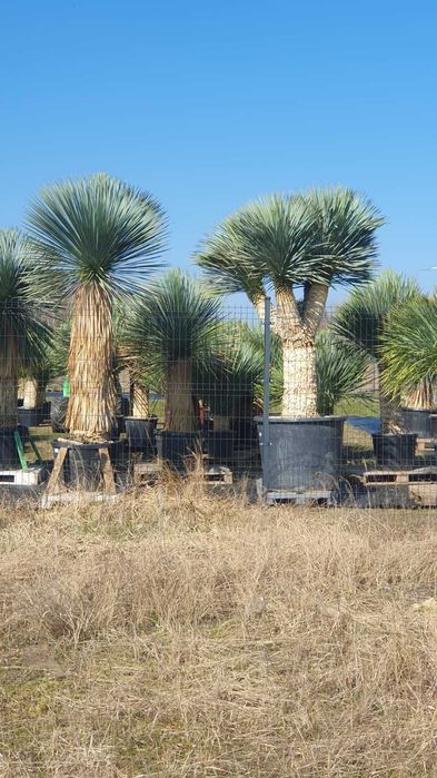 Yucca rostrata,yucca rostrata, juka mrozoodporna -20