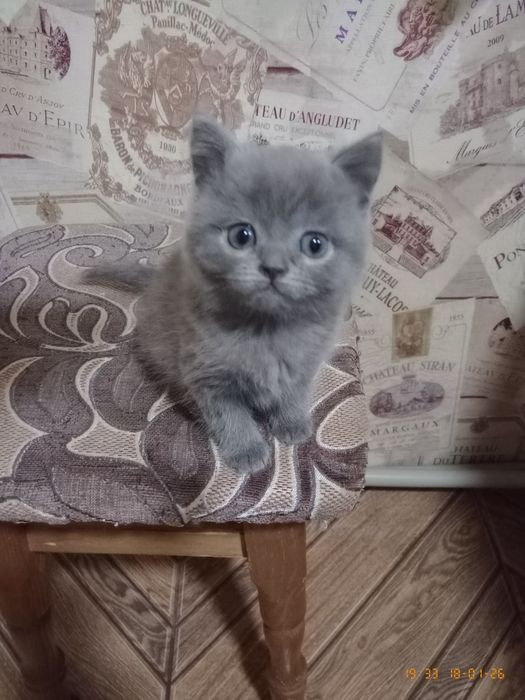 Продам шотландського хлопчика та дівчинку