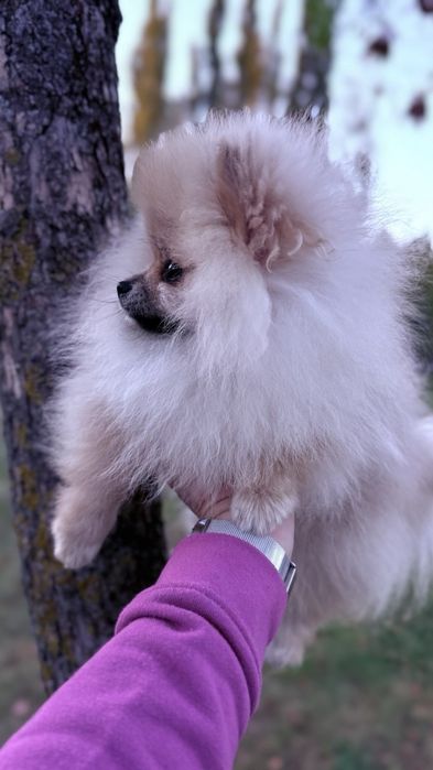 Мініатюрна шпіцулька