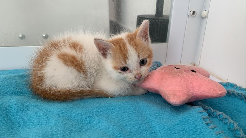 Adoçao responsável  gatinha