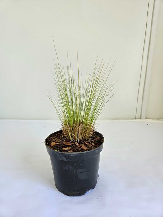 Ostnica mocna Pony Tails (Stipa tenuissima ‘Pony Tails’)