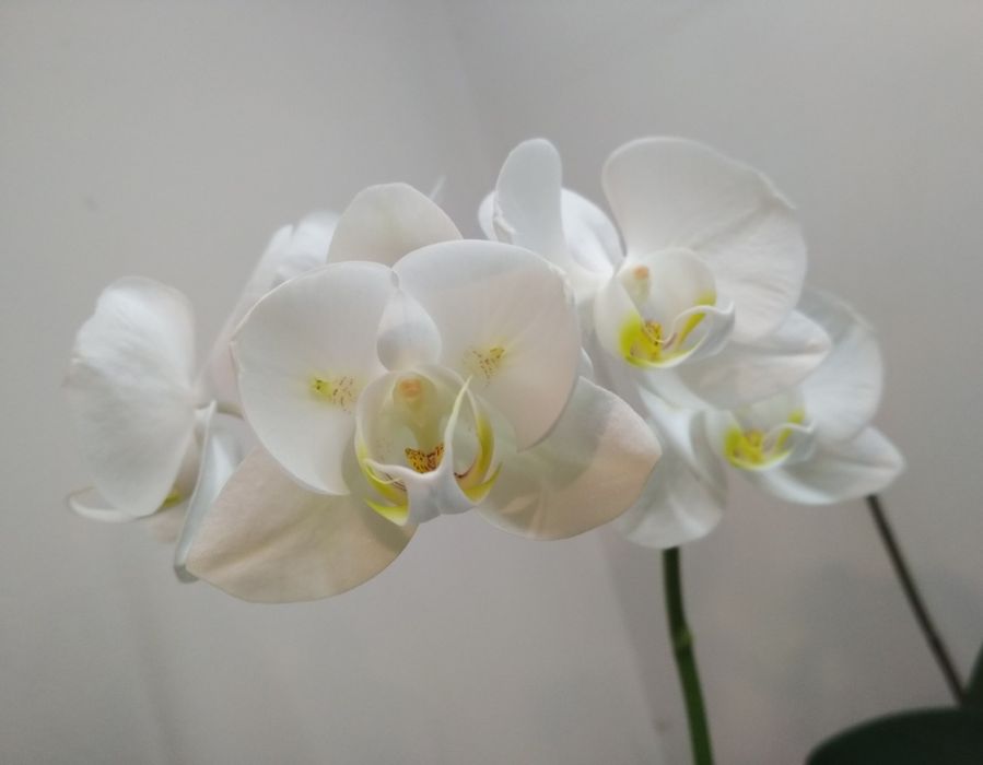Орхидея фаленопсис белая бабочка