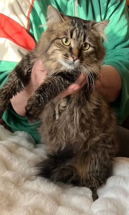 Отдам молодую пушистую кошку