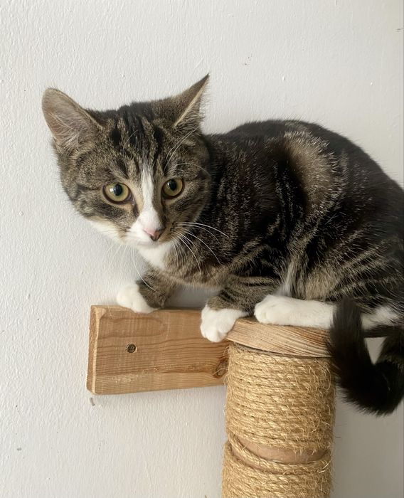 Kto przygarnie kociaka Jerrego?