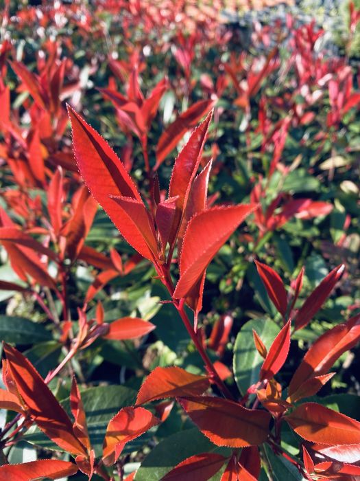 Photinia red robin cerca de 50cm