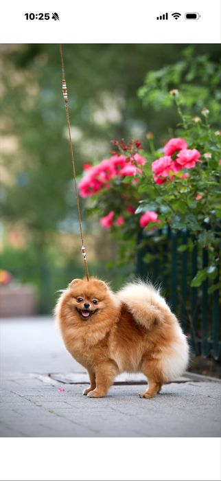 Poznajcie Malutką suczke Pomeranian