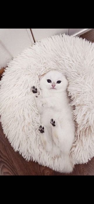 Британскі котенята