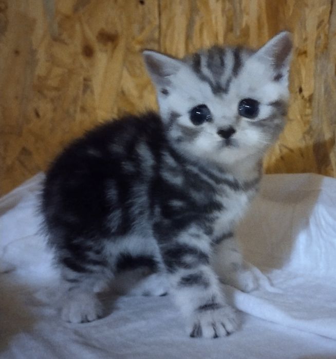 Бронь!шотландские котята очень редких окрасов
