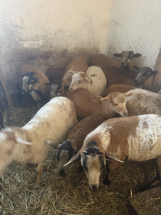 Barany Barbados Nolan