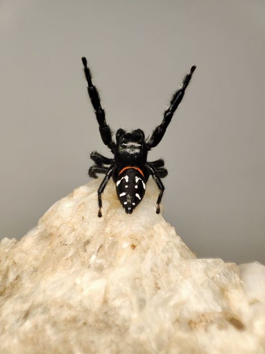 skakun Paraphidippus basalis