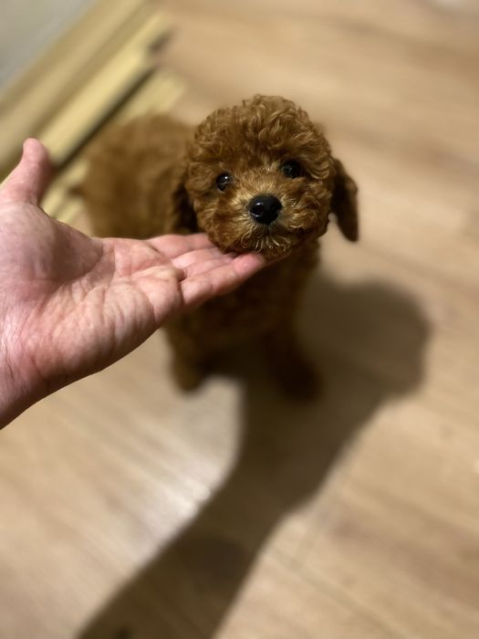 Мальтипу малыш ред браун Китай