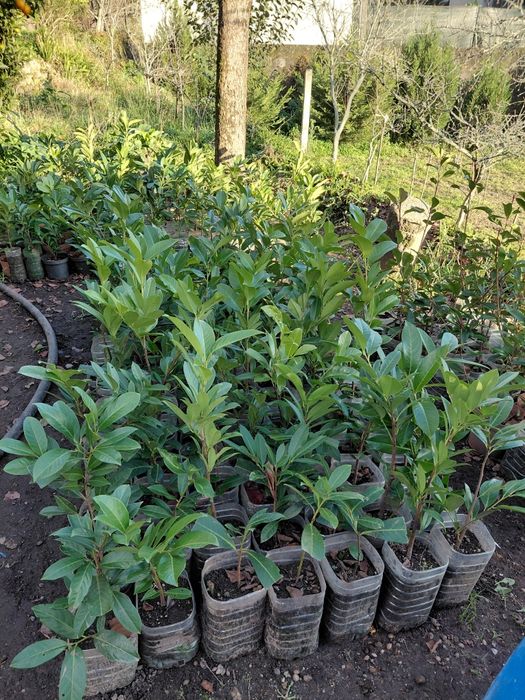 Lauros  para sebes bom preço