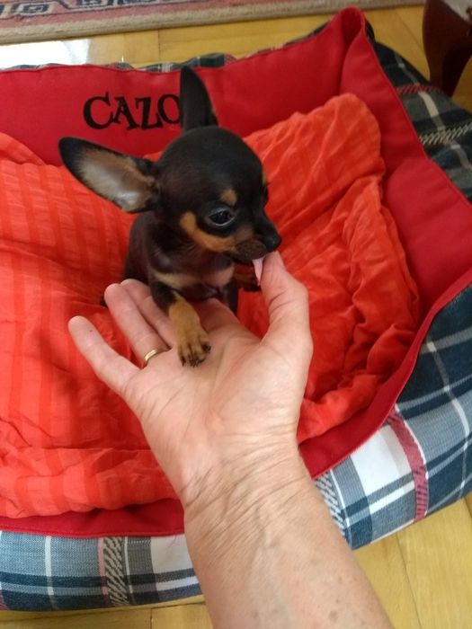 Pinczer Ratlerek prawdziwie miniaturowy