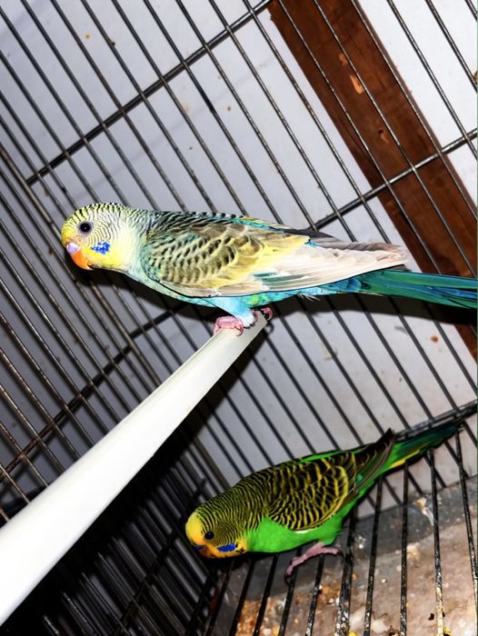 Casal de periquitos asas negras