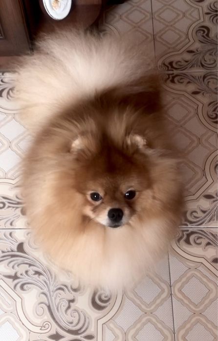 Хлопчик 9 міс. КСУ.