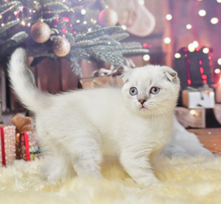 Шотландский мальчик