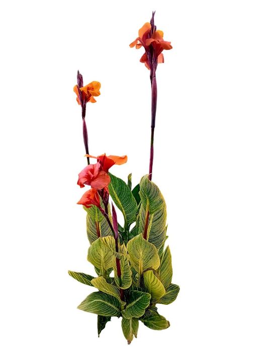 Canna Indica / Cana da India 7 variedades