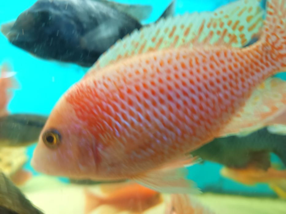 pyszczaki alunocara fire fisch