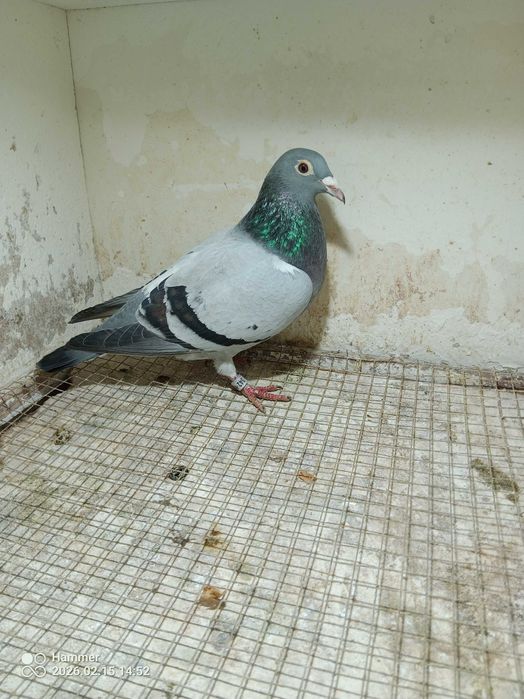 34.Gołębie pocztowe. Samica DV 2025. Rewelacja