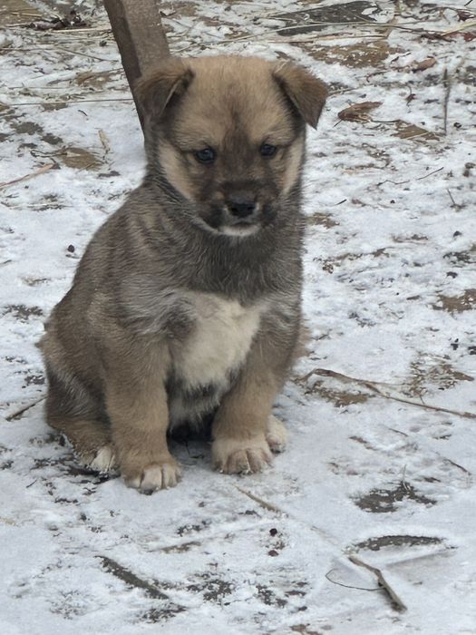 Віддам безплатно