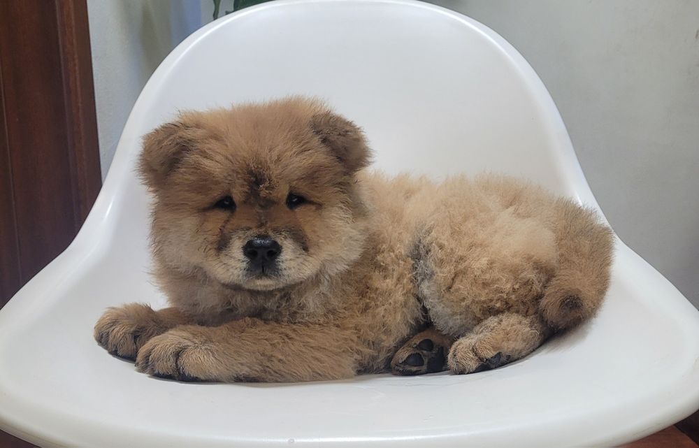 Chow chow fêmea laranja