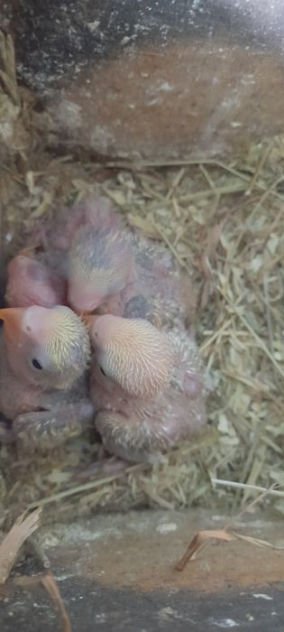 Agapórnis  para domesticar