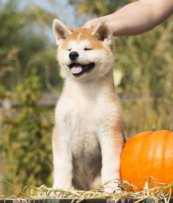 Акіта іну , цуценята акіти , японська акіта