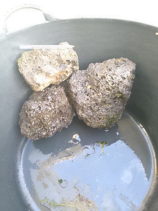 Três Rochas Vulcânicas para aquário de 60 lts ou mais.