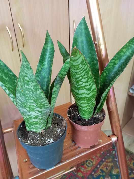 Сансевиерии сорта