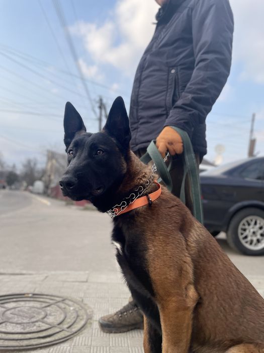 Вʼязка - Малінуа Бельгійська вівчарка