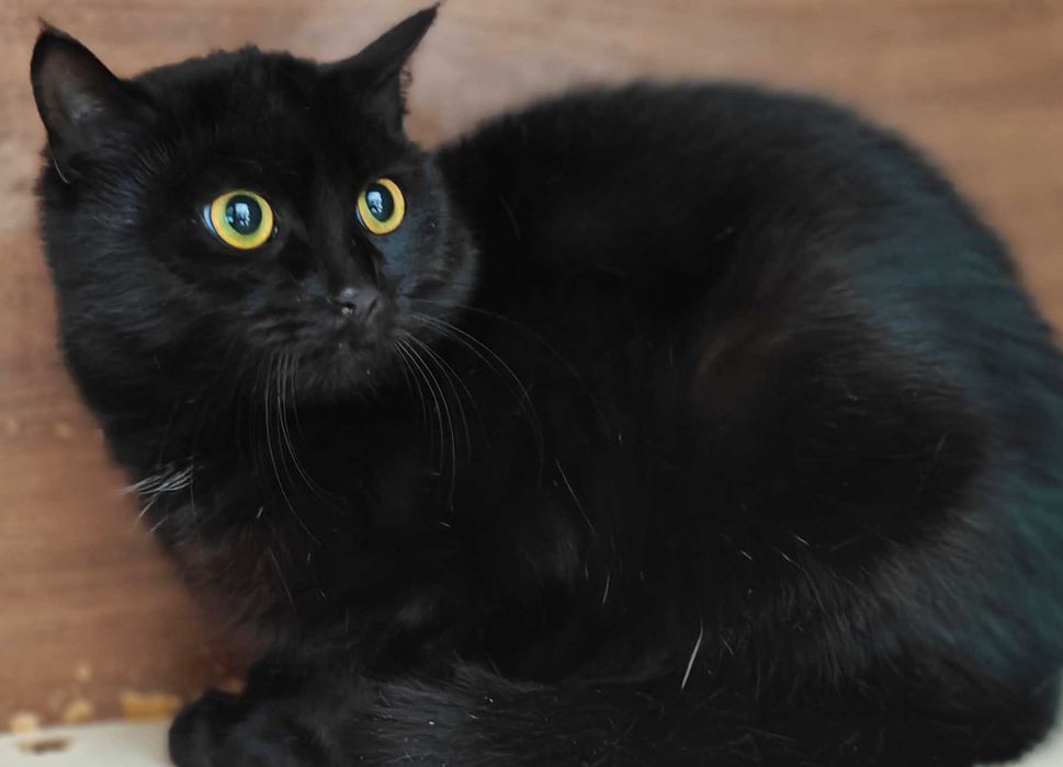 Клітка — не його доля. Боря (кіт, 8 місяців)