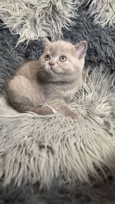 Шотланские котята